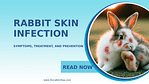 Rabbit Skin Infection_ Symptoms, Treatment, and Prevention