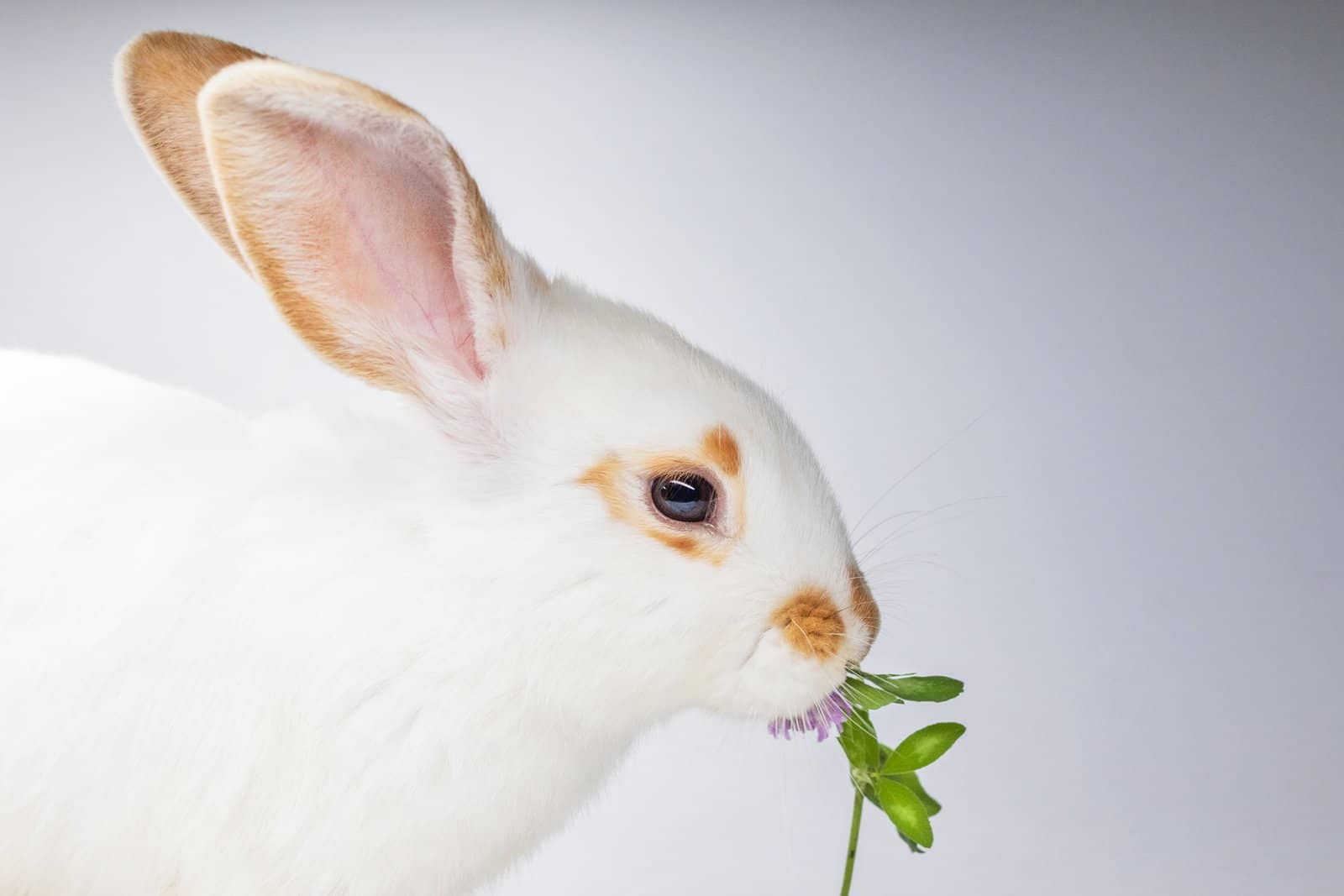 15 Flowers that Rabbits Like to Eat - The Rabbit Hop