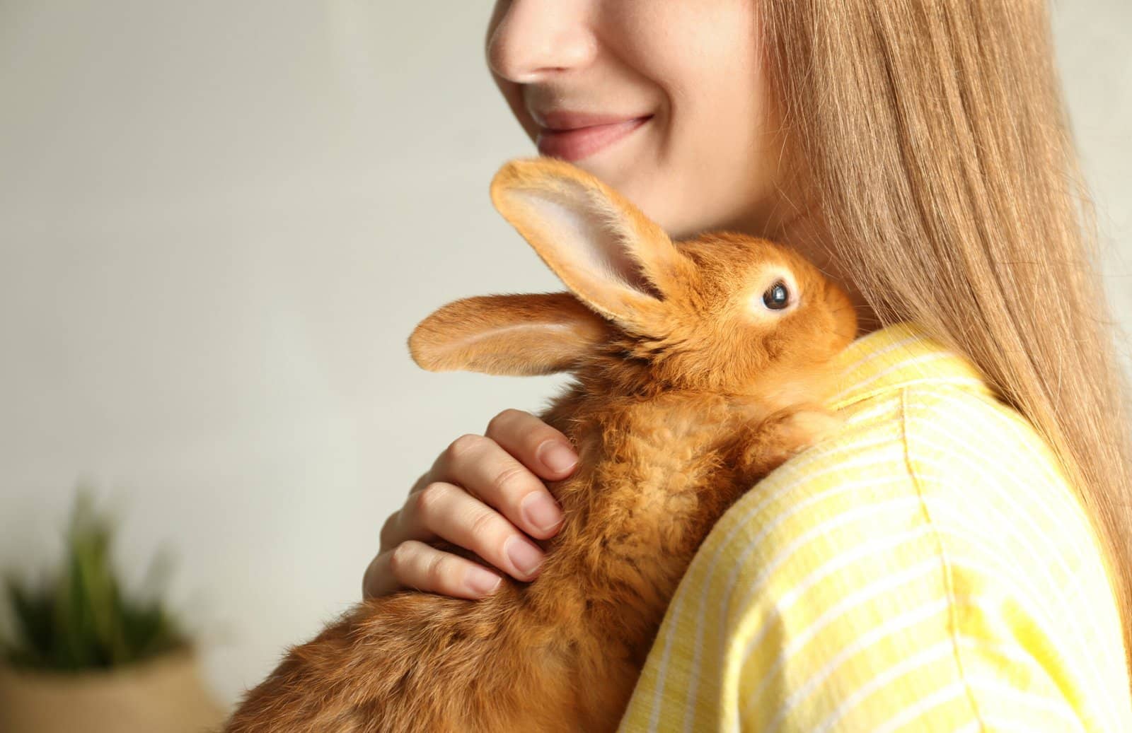 how-do-emotional-support-animals-help-with-depression-the-rabbit-hop