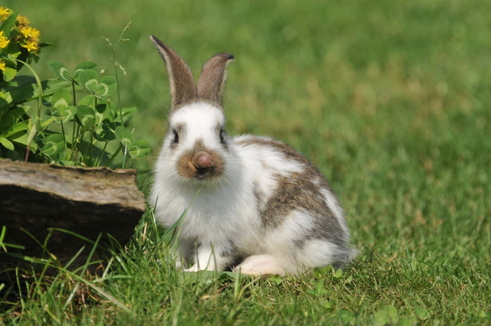 Dwarf Papillon Rabbits: Adorable Family Pets - The Rabbit Hop