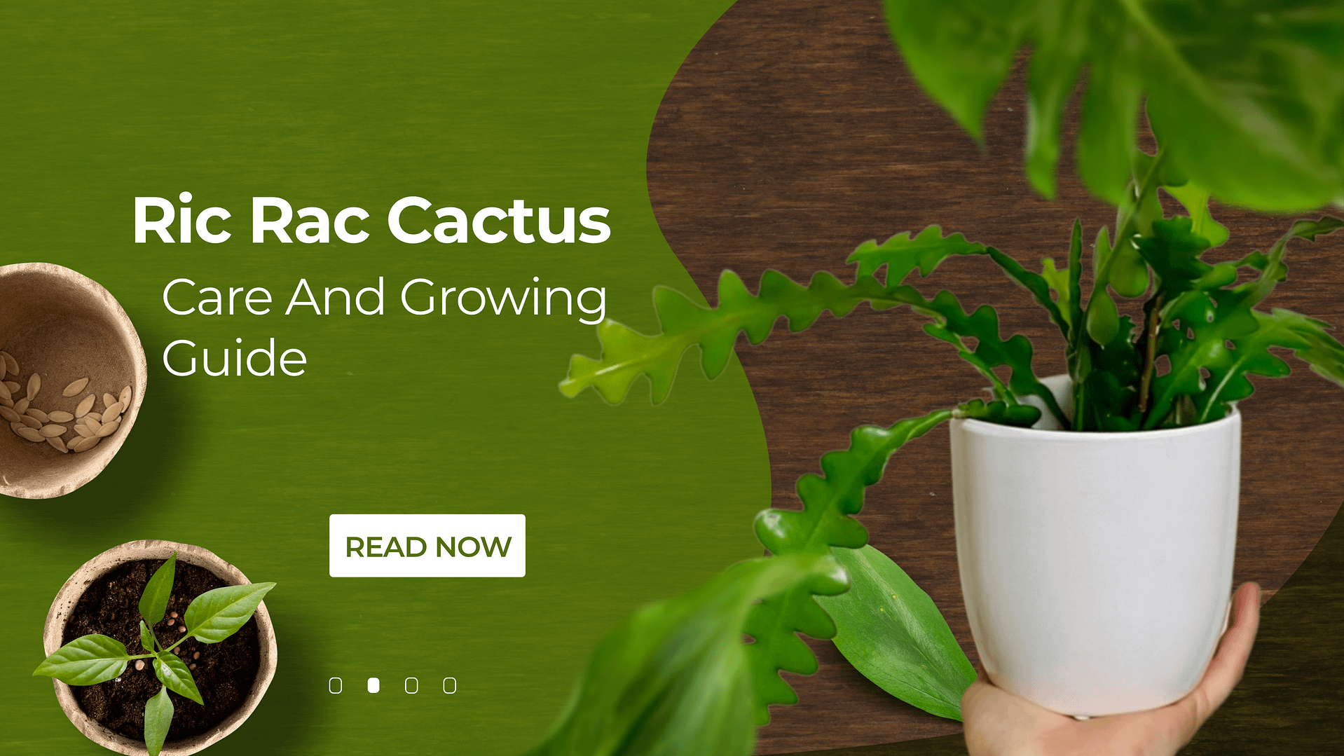 ric rac cactus