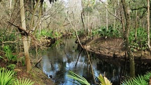 Florida Trail, Aucilla Sinks