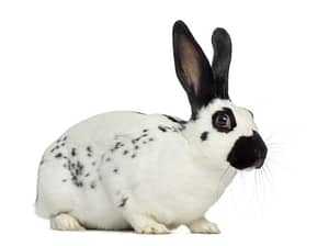 English Spot Rabbit Breed. english spot rabbit characteristics