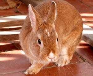 Thrianta rabbit