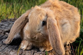 Giant lop eared fashion rabbits for