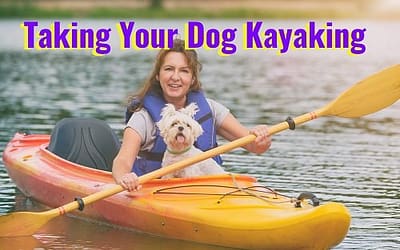 taking your dog kayaking