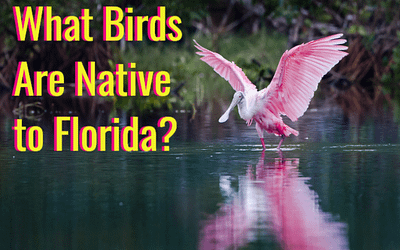 what birds are native to florida