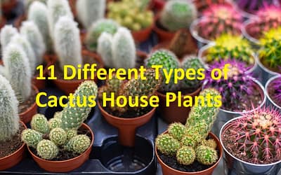 different types of cactus house plants