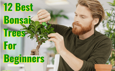 best bonsai trees for beginners
