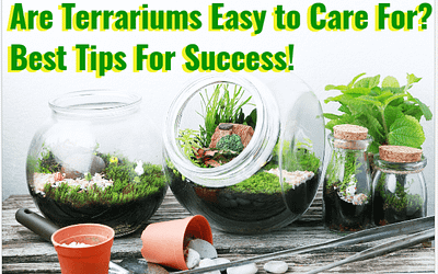 are terrariums easy to care for