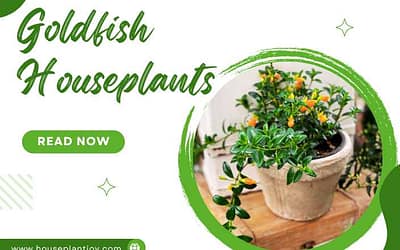 Title-Goldfish Houseplants