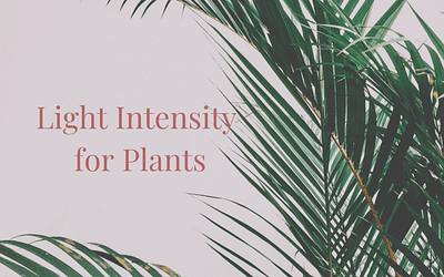 Light Intensity for Plants