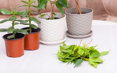 pruning ficus bonsai