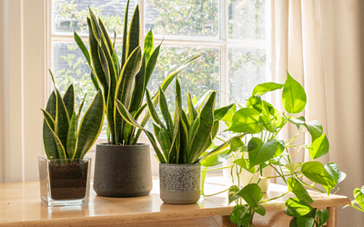 Potted golden pothos and sansevieria houseplants