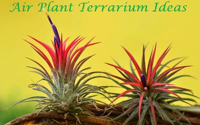 air plant terrarium ideas