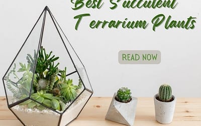 Title-Best Succulent Terrarium Plants