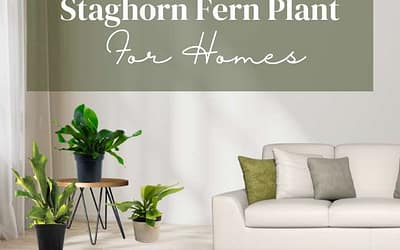 Title-Staghorn Fern Plant For Homes
