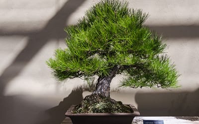 Bonsai for Beginners