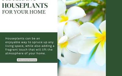 Title-Fragrant Houseplants for Your Home