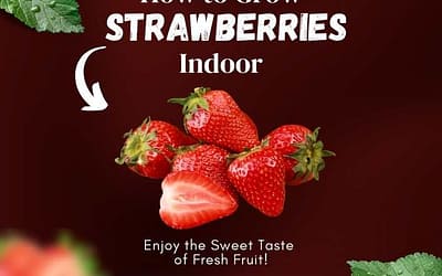 Title-How to Grow Strawberries Indoors and Enjoy the Sweet Taste of Fresh Fruit!