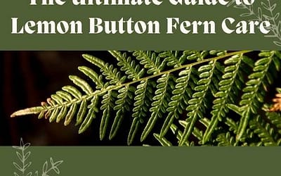 Title-The Ultimate Guide to Lemon Button Fern Care