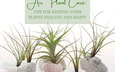 Title-Air Plant Care Tips for Keeping Your Plants Healthy and Happy