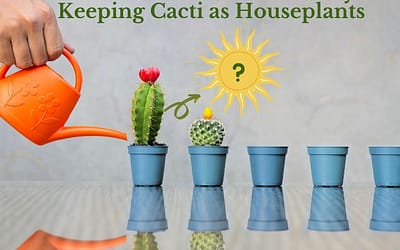 Do Cactus Need Sun All Day Keeping Cacti as Houseplants