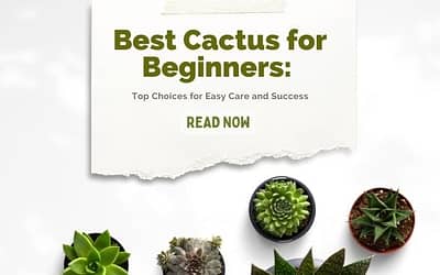 Best Cactus for Beginners Top Choices for Easy Care and Success