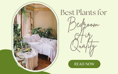 Best Plants for Bedroom Air Quality