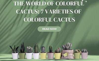 The World of Colorful Cactus 7 Varieties of Colorful Cactus