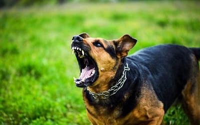 dog barking