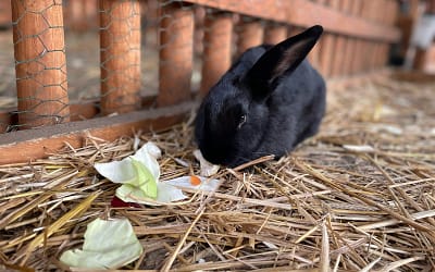 Best bedding for rabbits
