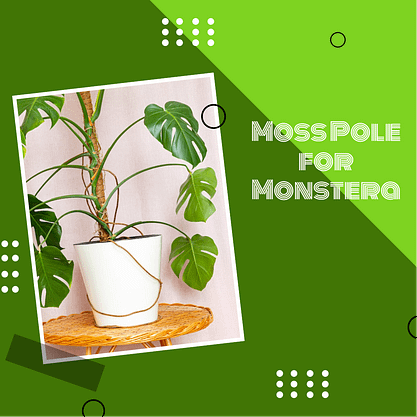 moss pole for mosntera, moss pole moist, climbing plants