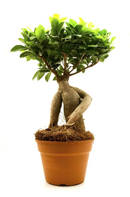 Ginseng Ficus Bonsai (Ficus Retusa) Care