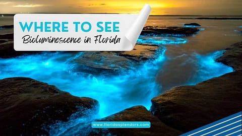 Title-Where to See Bioluminescence in Florida