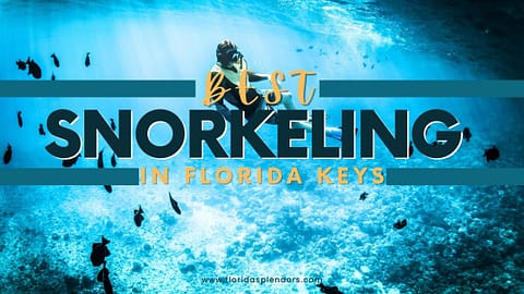 Title-Best Snorkeling in Florida Keys