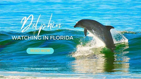 Title-Dolphin Watching in Florida