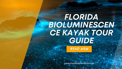 Title-Florida Bioluminescence Kayak Tour Guide