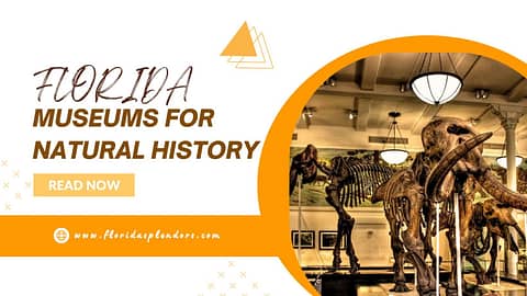 Florida Museums for Natural History