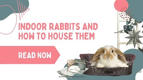 Indoor Rabbits and How to House Them