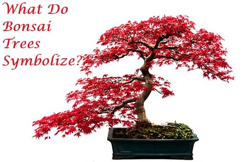 What Do Bonsai Trees Symbolize? - HouseplantJoy.com