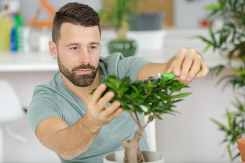 How to Care for a Bonsai? - HouseplantJoy.com