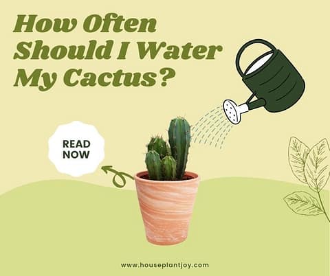 How Often Should I Water My Cactus? Essential Tips - HouseplantJoy.com