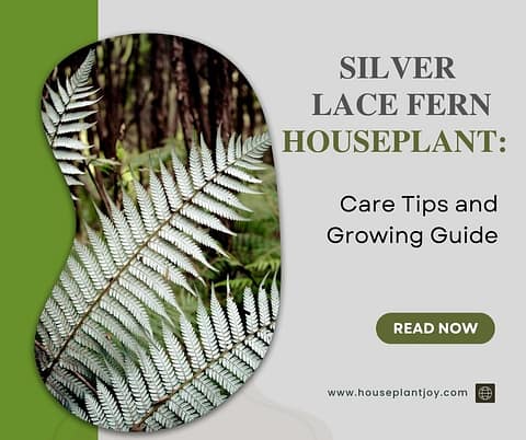 Silver Lace Fern Houseplant: Care Tips And Growing Guide 