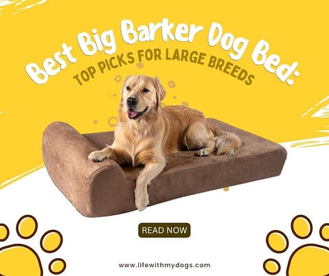 Best Big Barker Dog Bed: Top Picks for Large Breeds - Life With My Dogs