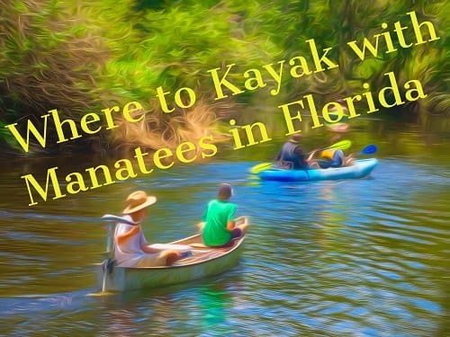 where to kayak with manatees in florida