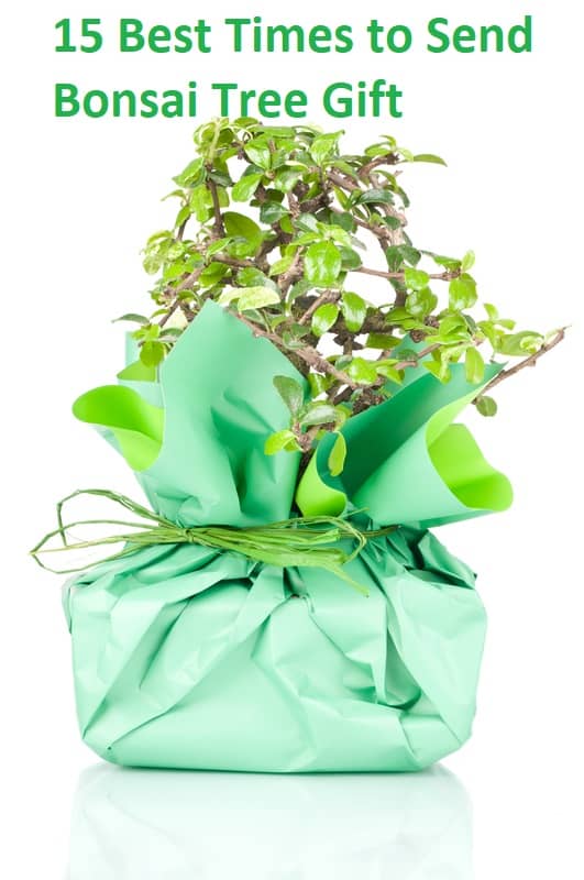 send bonsai tree gift
