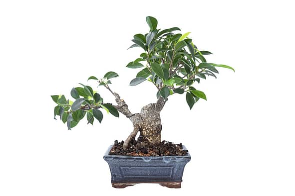 How to Grow a Ficus Bonsai Tree?