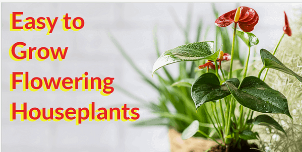 easy to grow flowering houseplants