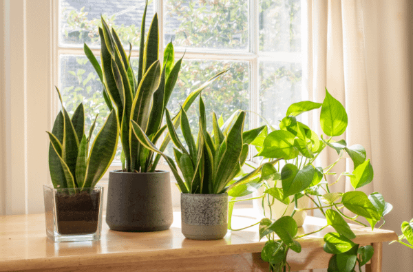 Potted golden pothos and sansevieria houseplants